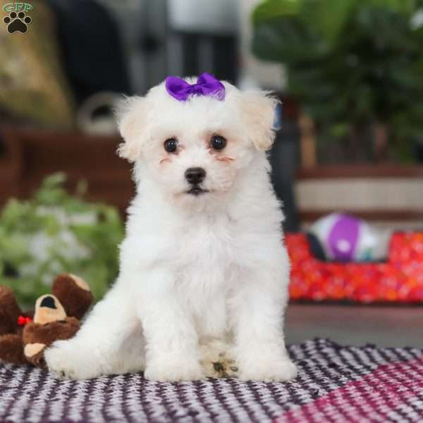 Lily, Bichon Frise Puppy